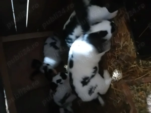 Iepuri de vanzare  - imagine 2