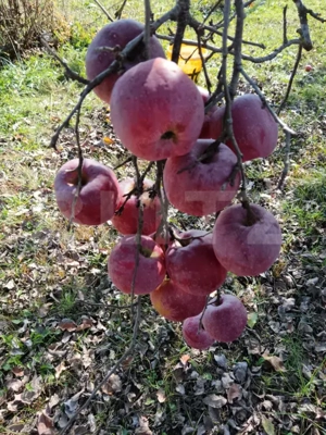 Casuta cocheta gata de locuit,Jelna - imagine 20