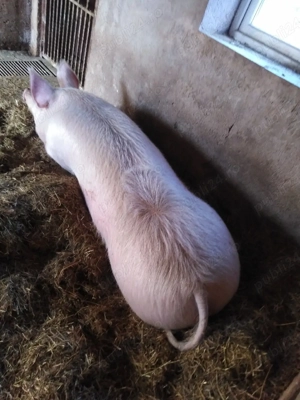 De vanzare - imagine 2