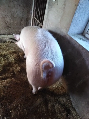 De vanzare - imagine 3