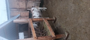 Tap anglo nubian original varsta 1an și o luna - imagine 2