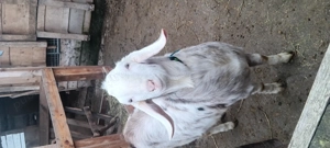 Tap anglo nubian original varsta 1an și o luna - imagine 5