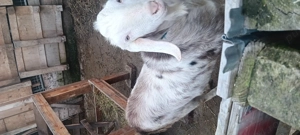 Tap anglo nubian original varsta 1an și o luna - imagine 4