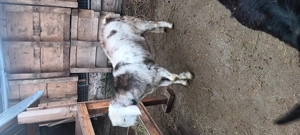 Tap anglo nubian original varsta 1an și o luna