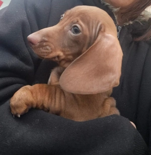 De vânzare băiețel teckel 