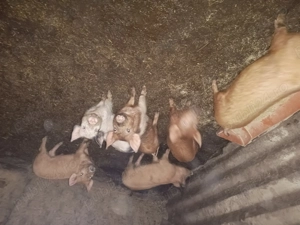 Purcei 3 luni ,rasa foarte bună 