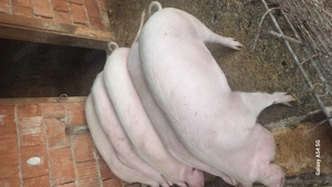 Vand porci landras 100 kg - imagine 2