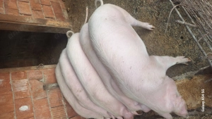 Vand porci landras 100 kg - imagine 3