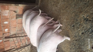 Vand porci landras 100 kg