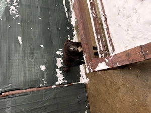 Femela ciobanesc corb