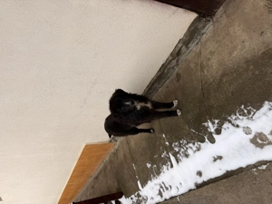 Femela ciobanesc corb - imagine 2