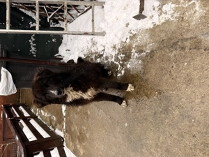 Femela ciobanesc corb - imagine 3