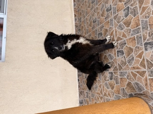 Femela ciobanesc corb - imagine 4