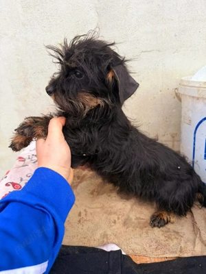 Teckel sarmos !  - imagine 5