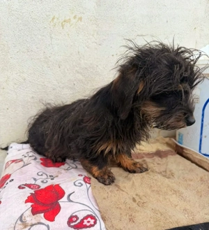 Teckel sarmos !  - imagine 3