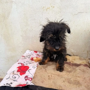 Teckel sarmos !  - imagine 4