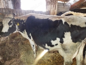 Vând urgent trei vaci!