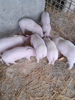 Purcei landrace de vinzare - imagine 4