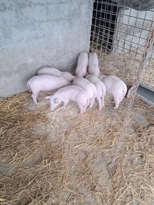 Purcei landrace de vinzare