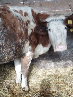 Vând urgent trei vaci! - imagine 3