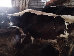Vând urgent trei vaci! - imagine 2