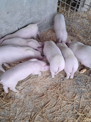 Purcei landrace de vinzare - imagine 3