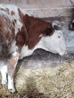 Vând urgent trei vaci! - imagine 4