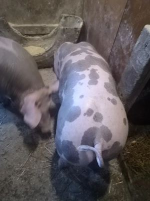 Vând vieruț - imagine 2