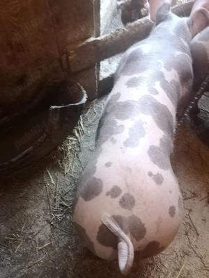 Vând vieruț - imagine 3