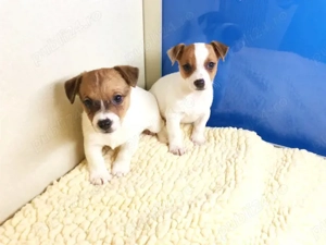 Pui rasa Jack Russel Terrier - genetică pură 
