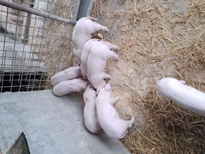 Landrace de vinzare.. - imagine 4