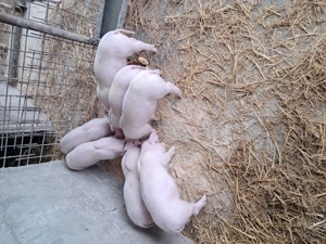 Landrace de vinzare.. - imagine 3