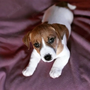 Jack Russel Terrier  - genetică pură, transport la nivel național - imagine 3