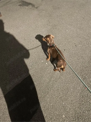 Teckel arlechin  - imagine 2