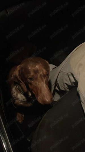 Teckel arlechin  - imagine 3