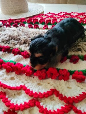 cavapoo fetite si Baeti disponibil