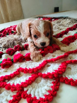 cavapoo fetite si Baeti disponibil - imagine 2