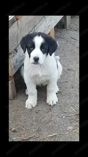 Vând ciobănesc de asia centrală