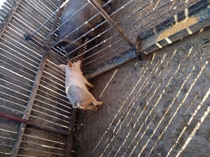 vand purcei - imagine 3