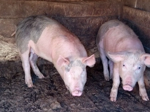 vand purcei - imagine 2