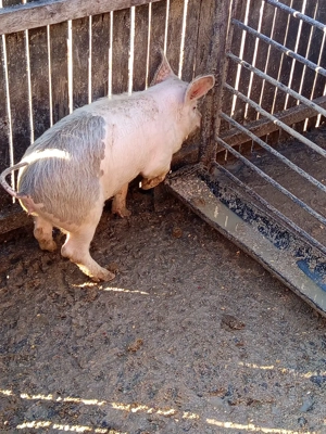 vand purcei - imagine 5