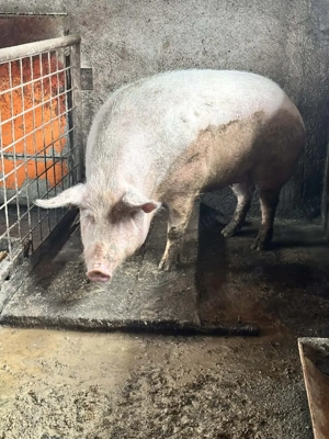 Scroafa pentru sacrificat  - imagine 2