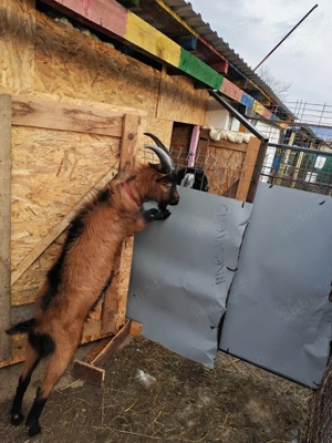 Familie alpine franceze de vanzare  - imagine 4