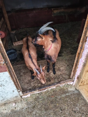 Familie alpine franceze de vanzare  - imagine 5