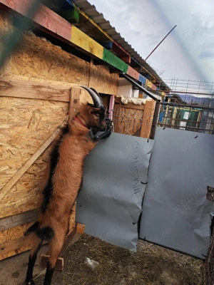 Familie alpine franceze de vanzare  - imagine 2