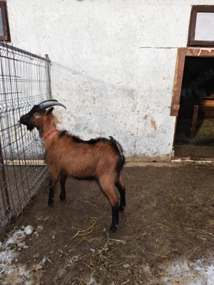 Familie alpine franceze de vanzare  - imagine 3