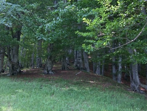 Vand teren intravilan Cheia Prahova - imagine 4