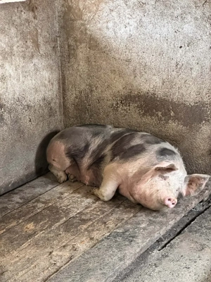 Porci pietrean  - imagine 3