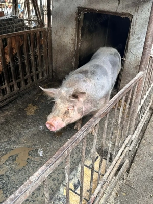 Porci pietrean  - imagine 2