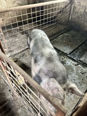 Porci pietrean 